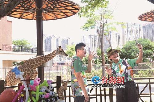 厦门爆料长颈鹿视频播放,视频曝光萌态瞬间,网友直呼可爱爆表!  第2张 厦门爆料长颈鹿视频播放,视频曝光萌态瞬间,网友直呼可爱爆表!  第2张