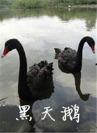 黑天鹅最新爆料视频,揭秘惊天秘密,颠覆传统认知  第3张 黑天鹅最新爆料视频,揭秘惊天秘密,颠覆传统认知  第3张