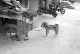 伤害狗的爆料新闻,残忍行径引发社会公愤  第2张 伤害狗的爆料新闻,残忍行径引发社会公愤  第2张