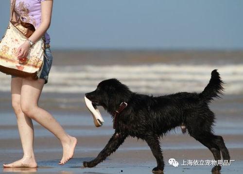 伤害狗的爆料新闻,残忍行径引发社会公愤  第3张 伤害狗的爆料新闻,残忍行径引发社会公愤  第3张