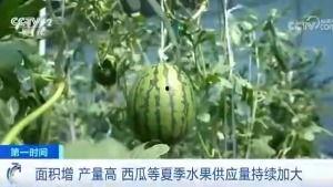 山寨吃瓜群众网红,背后的故事与争议  第3张 山寨吃瓜群众网红,背后的故事与争议  第3张